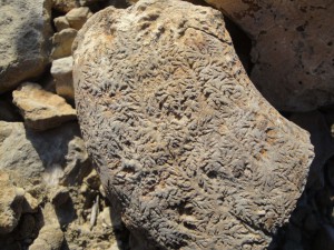 Auberge-Tasra-Imsouane-Fossilien