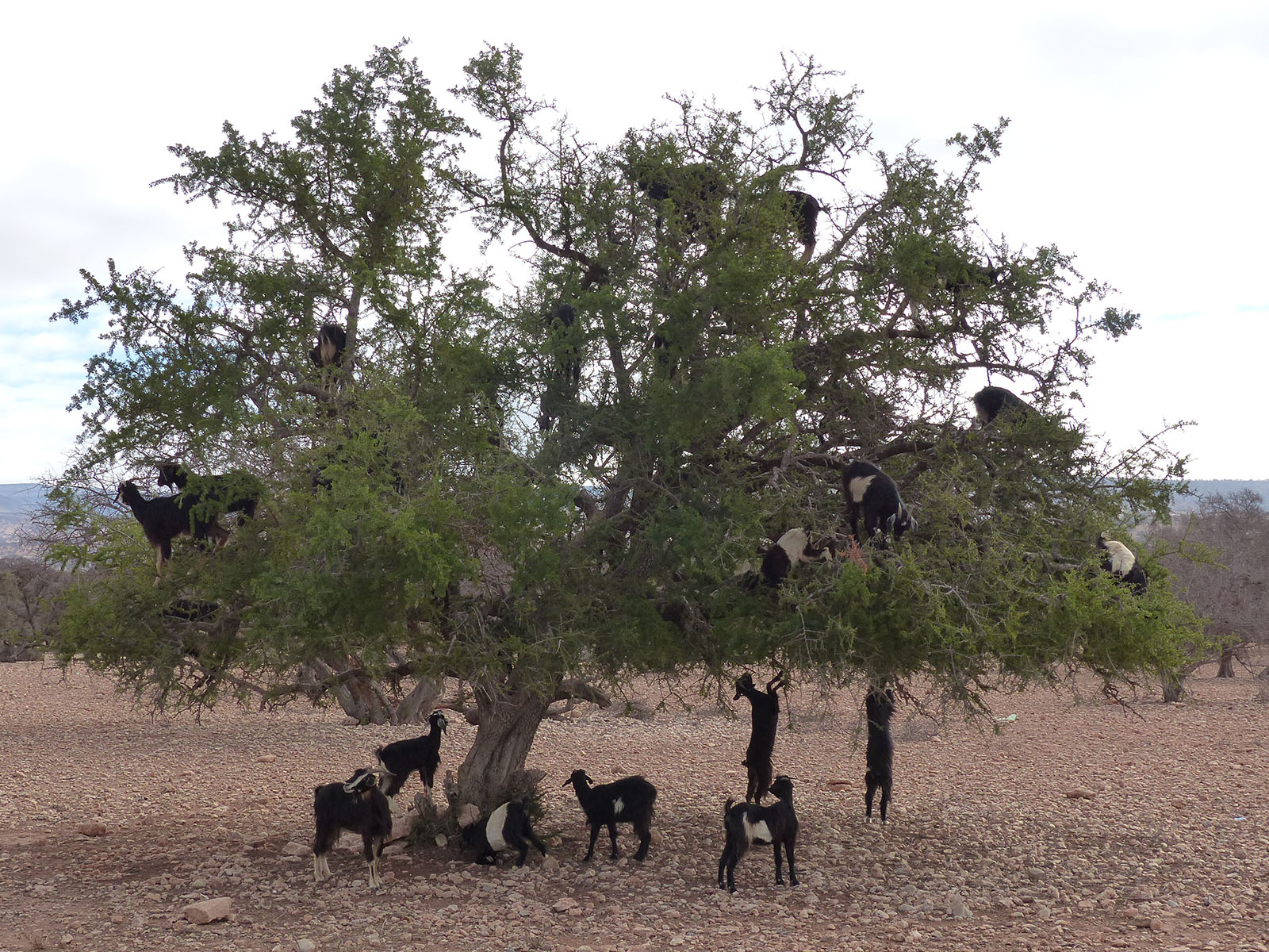 goats argantree imsouane